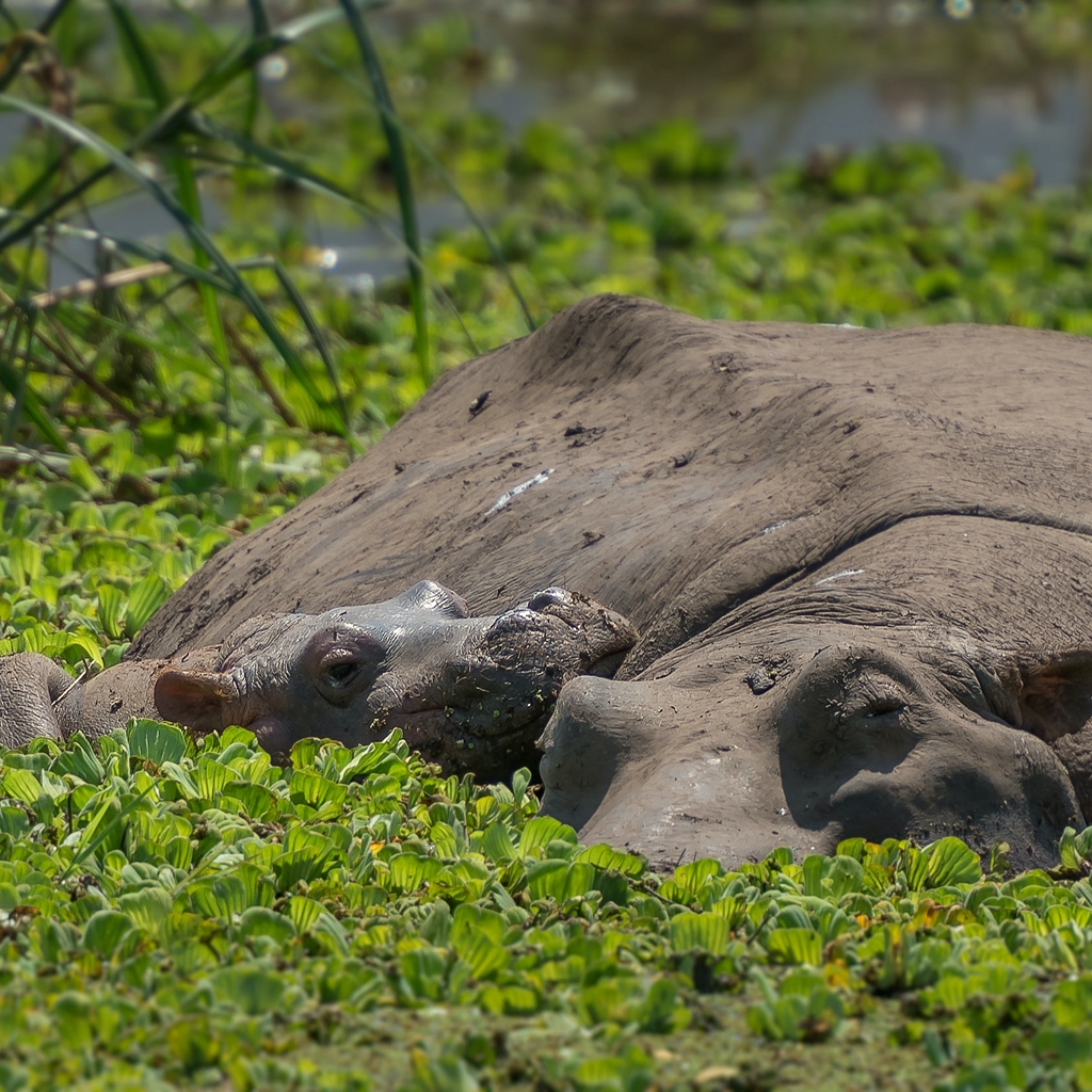 #Hippo and #calf in #water ,#Tanzania
.
.
.
#BabyHippo
#HippoCalf
#hippopotamuses
#hippopotami
#WildHippos
#TanzaniaHippos
#cetaceans

#herbivore
#TanzaniaWildlife
#VisitTanzania
#AfricanWildlife

 #Savanna #Safari #WildAnimals #Nature #Wildlife #WildlifeHabitat #English