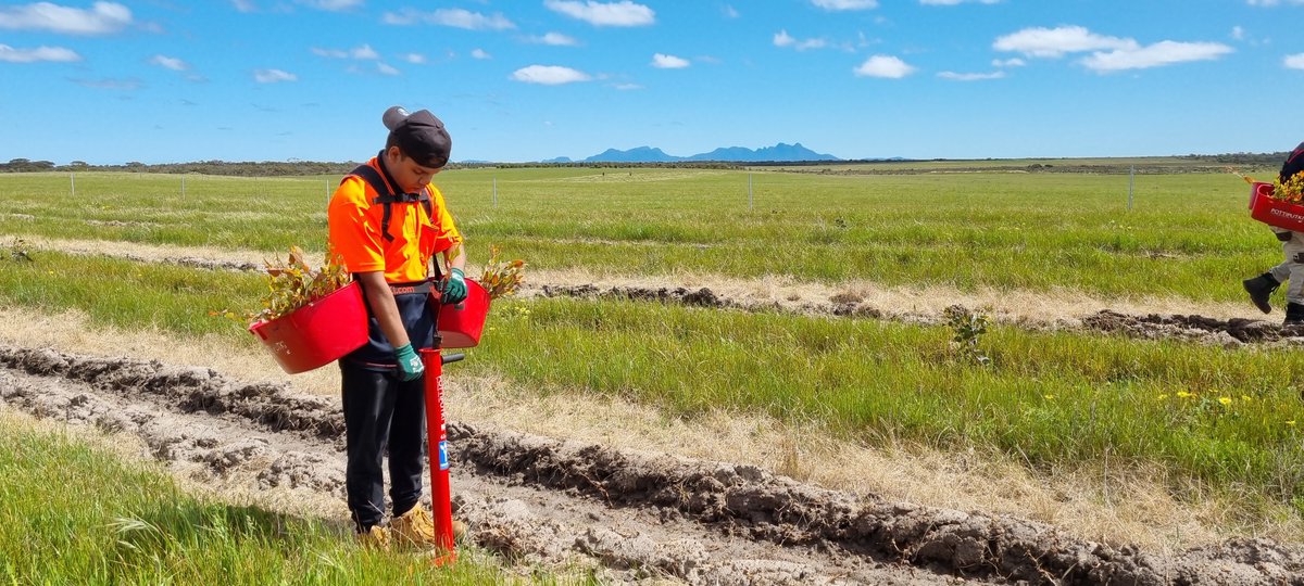 300,000 Native trees planted in #Australia 🌱 

These trees were planted to restore 95.60 hectares of land in Farmland in the Great Southern Region of Western Australia. 
Planting trees here will protect, restore, and conserve Australia's forests and related resources🌳🌍