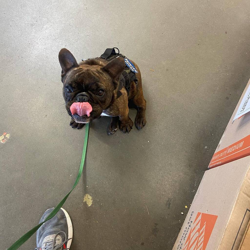DiabLoco_'s tweet photo. I tried to get a picture of Greta at Home Depot and this is what I get. 😂 https://t.co/7FbL78nxiG https://t.co/mc2YTCm813