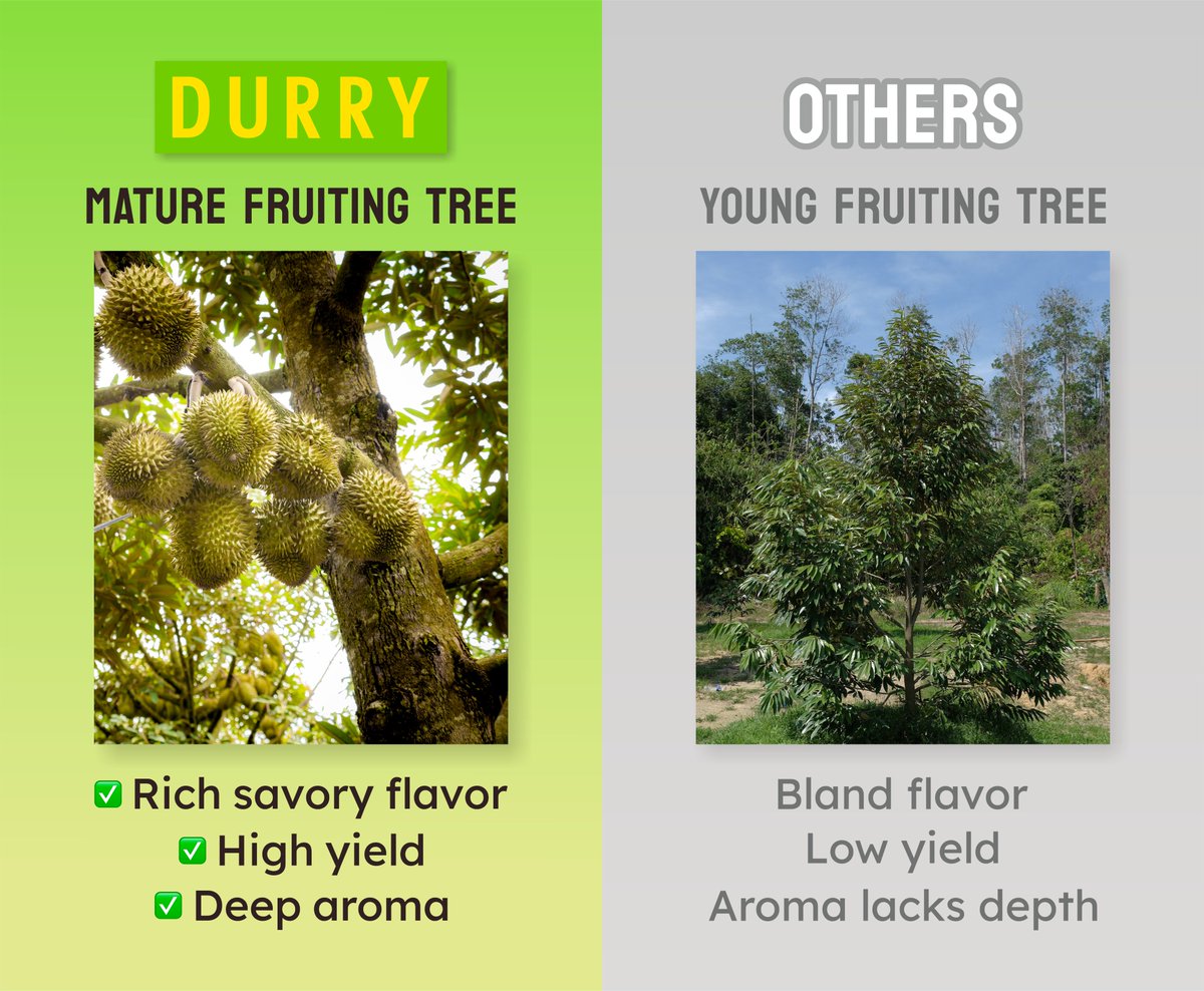 We start by selecting the Highest Quality durians from Mature Trees Only. Every durian is picked at The Peak of Ripeness.

____________________________________

#durians #durianseason #durianfruit #maturetrees #AAPIHeritageMonth #AAPI #GetYourDurryOn #getdurry