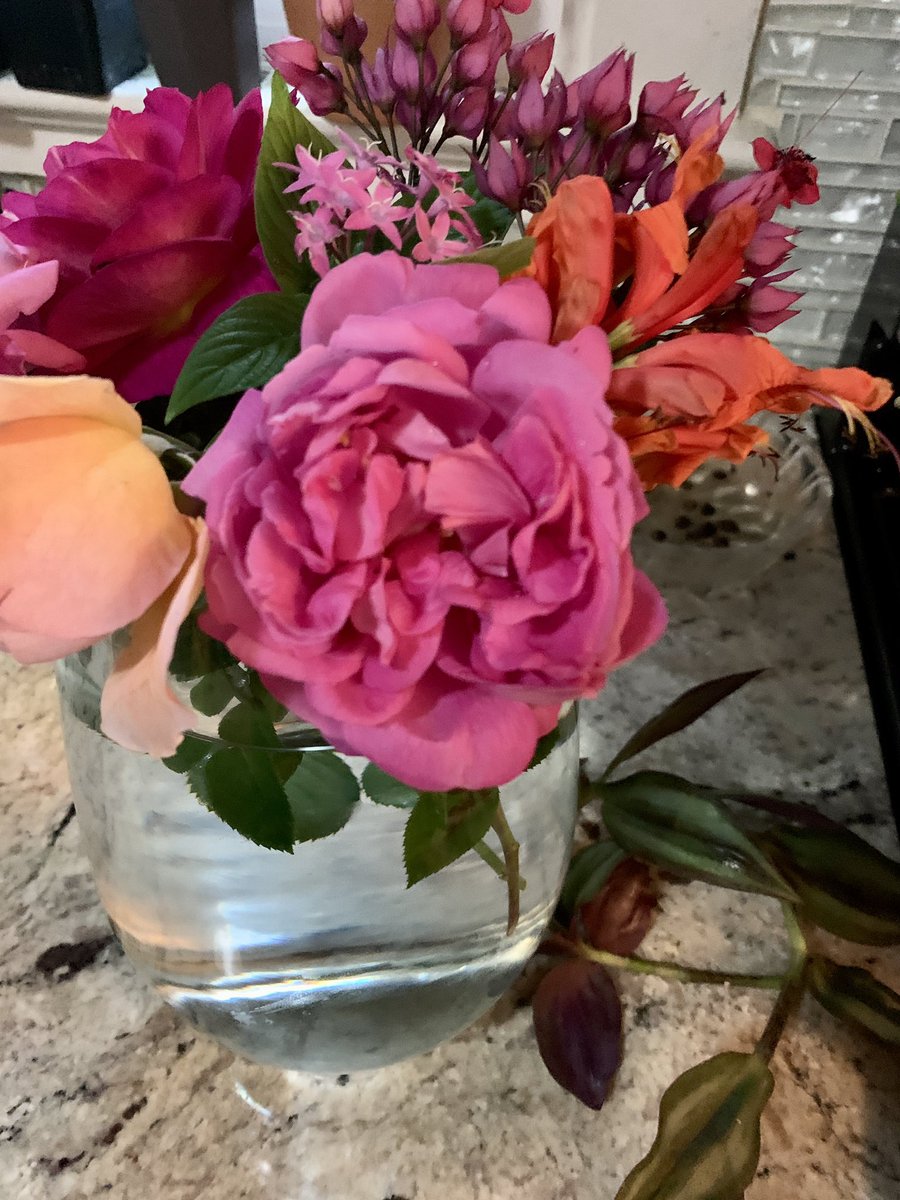 Because roses 🌹 
#rosarian #davidaustinroses #garden #flowers #flowergardening #florida #tropicalgardening #boscobel #Rosesandchampagne