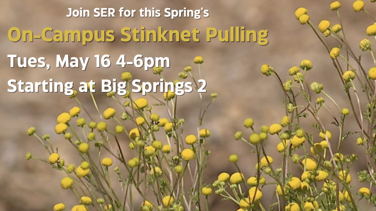 It’s that time of year! We’ve got multiple reports of invasive Stinknet on campus and we’re ready to clear them out. Join us on Tuesday, May 16th at 4pm at Big Springs 2! We’ll be pulling stinknets in multiple locations on campus.
