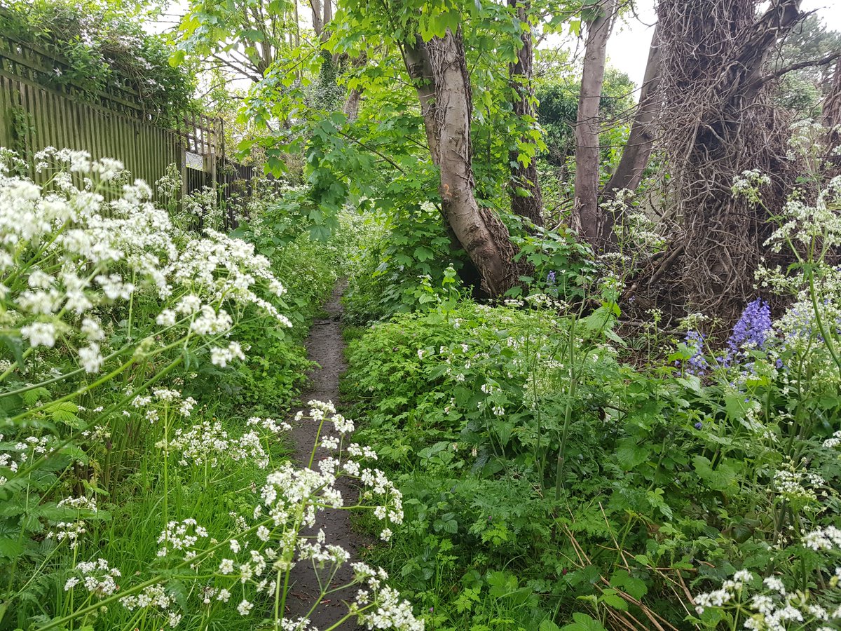 With the recent sunshine and showers, nature is bursting out all over the #Croydon borough.