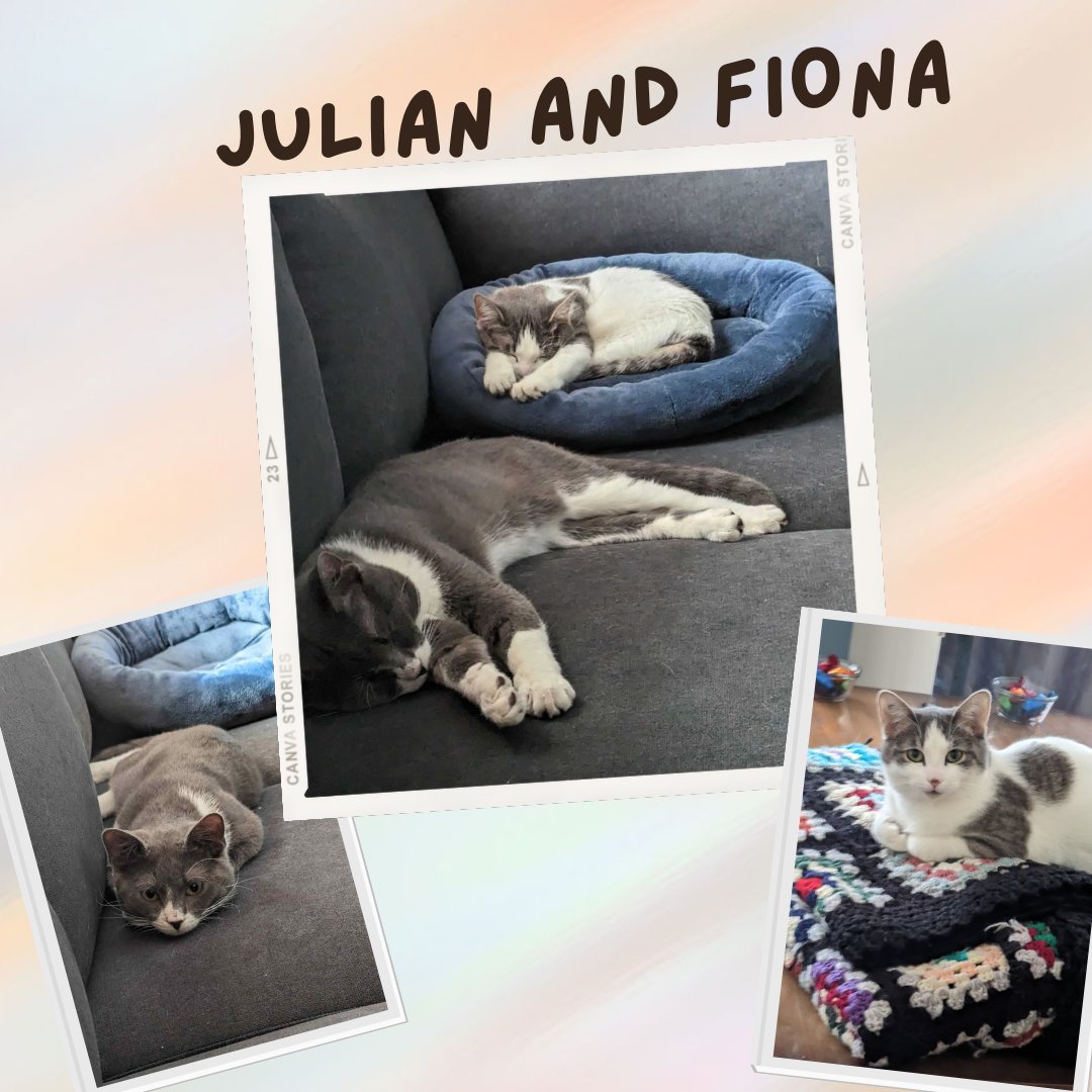 This Gotcha Tues-Yay we would like you to meet the fantastic duo, Julian and Fiona!!!
Julian and Fiona both came to the ARC through different ways!
Happily, these two found not only friendship and love with each other but also with their new family!