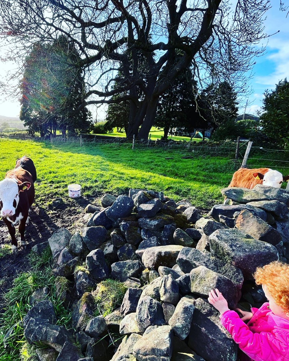 Evening checks with Farmer Betsy 👧 🐑 🐄 ✔️ 🌅 🌳 🌸 🐝 🐜 

#NatureFriendlyFarming #WhoFarmedYourFood #GoNative #HerefordCattle #RyelandSheep #Betsy #FarmersDaughter #StaffordshireMoorlands #FarmsNotFactories #PeakDistrictFarmers #MixedLivestockGrazing #RegenAg @NFFNUK