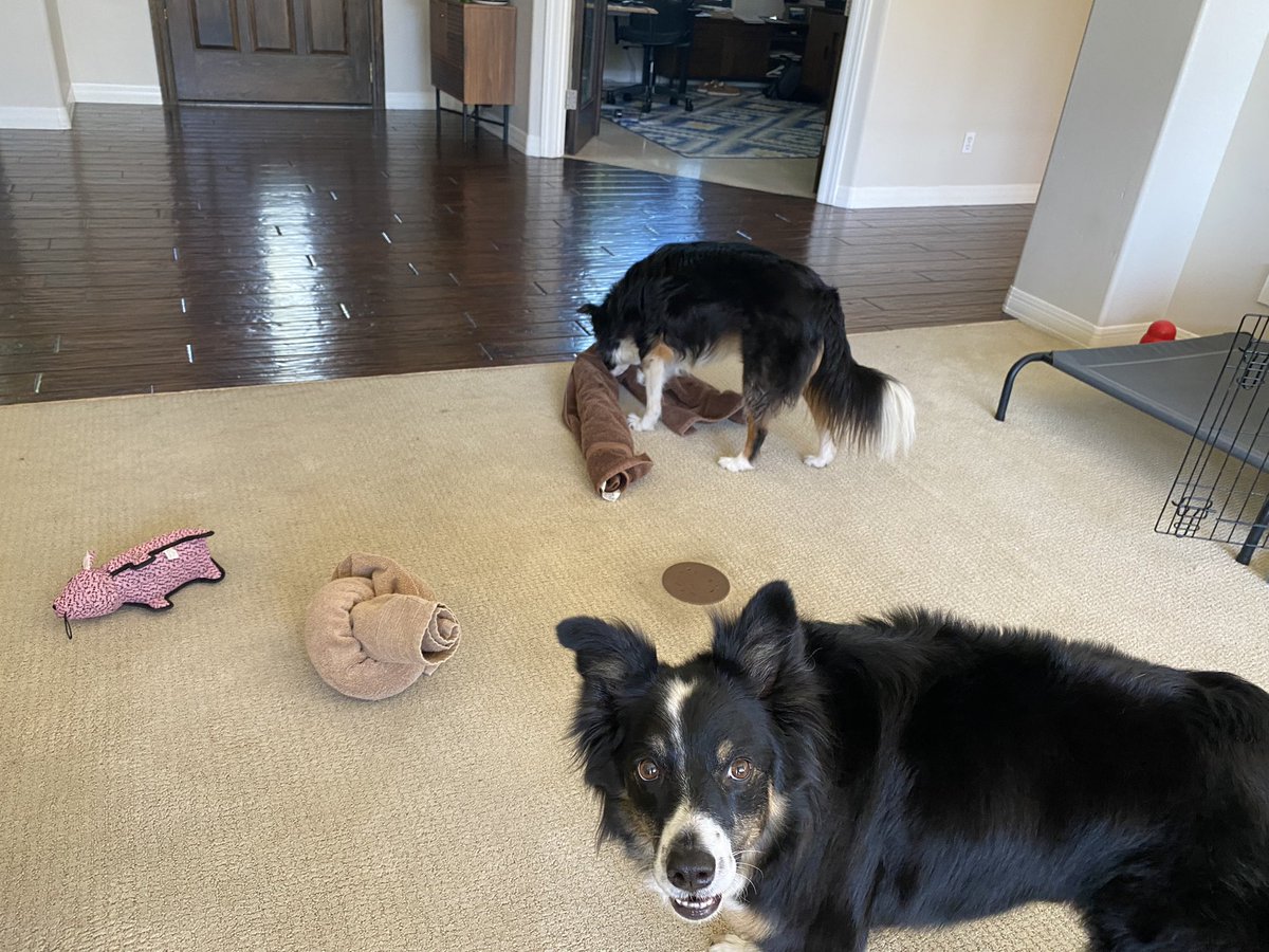 IgelJennifer's tweet photo. Tried a new enrichment activity for dogs. Put food in a towel, rolled it up and tied it in a knot. Sophie was game, but check out the look of betrayal from Harley🤣🤣

#onebraincell
#whatisthisshit https://t.co/XR8G0eTPw1
