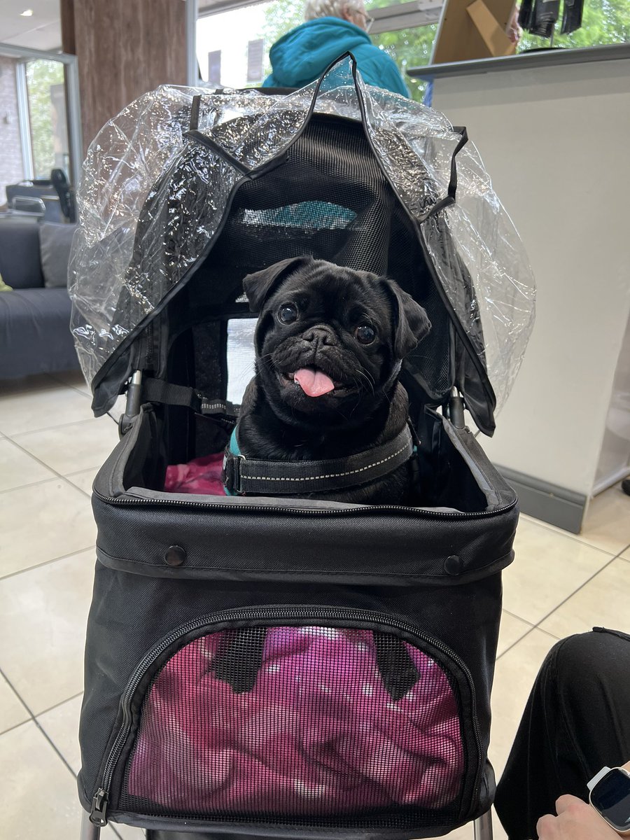 Amy1982's tweet photo. Tested out the doggy buggy today to see if Flo will sit in it after long walks. I think she’s quite happy https://t.co/12eNH5Ia3o