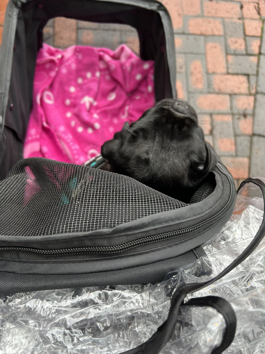 Amy1982's tweet photo. Tested out the doggy buggy today to see if Flo will sit in it after long walks. I think she’s quite happy https://t.co/12eNH5Ia3o