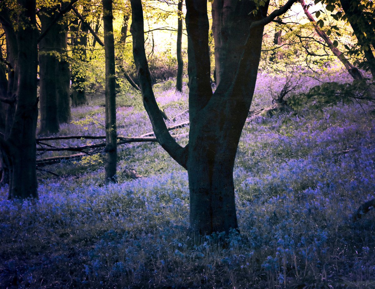 Bluebell woodland at Brayton #thicktrunktuesday #treeclub #NaturePhotography #woodlandwalks #Yorkshire