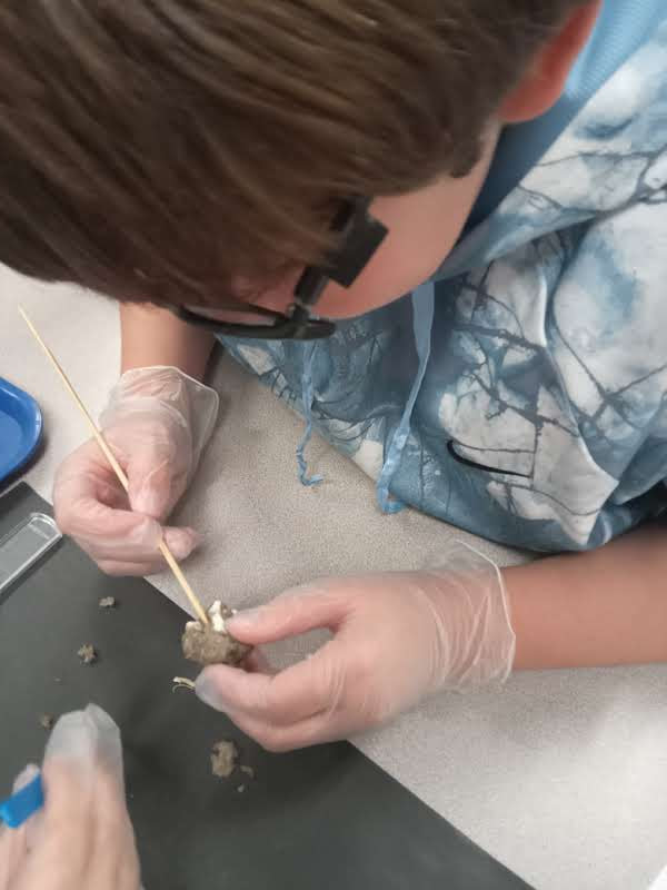 Ms.Thompson_PFE (@msthompson_pfe) on Twitter photo 🦉HOOO did I eat for lunch? 100% engagement in Enrichment Lab!!! 5th grade owl pellet dissection day was a hit! Their mountings of the skeletons are incredible. 🦉➡️🐀➡️🦴 <a href="/HumbleISD_PFE/">Pine Forest Elem</a> <a href="/HumbleISD/">Humble ISD</a> <a href="/Humble_Science/">Humble ISD Elementary Science</a> @Mrs_Istre5 <a href="/MrsECastaneda/">Emily Castaneda</a> 🦉HOOO did I eat for lunch? 100% engagement in Enrichment Lab!!! 5th grade owl pellet dissection day was a hit! Their mountings of the skeletons are incredible. 🦉➡️🐀➡️🦴 <a href="/HumbleISD_PFE/">Pine Forest Elem</a> <a href="/HumbleISD/">Humble ISD</a> <a href="/Humble_Science/">Humble ISD Elementary Science</a> @Mrs_Istre5 <a href="/MrsECastaneda/">Emily Castaneda</a>
