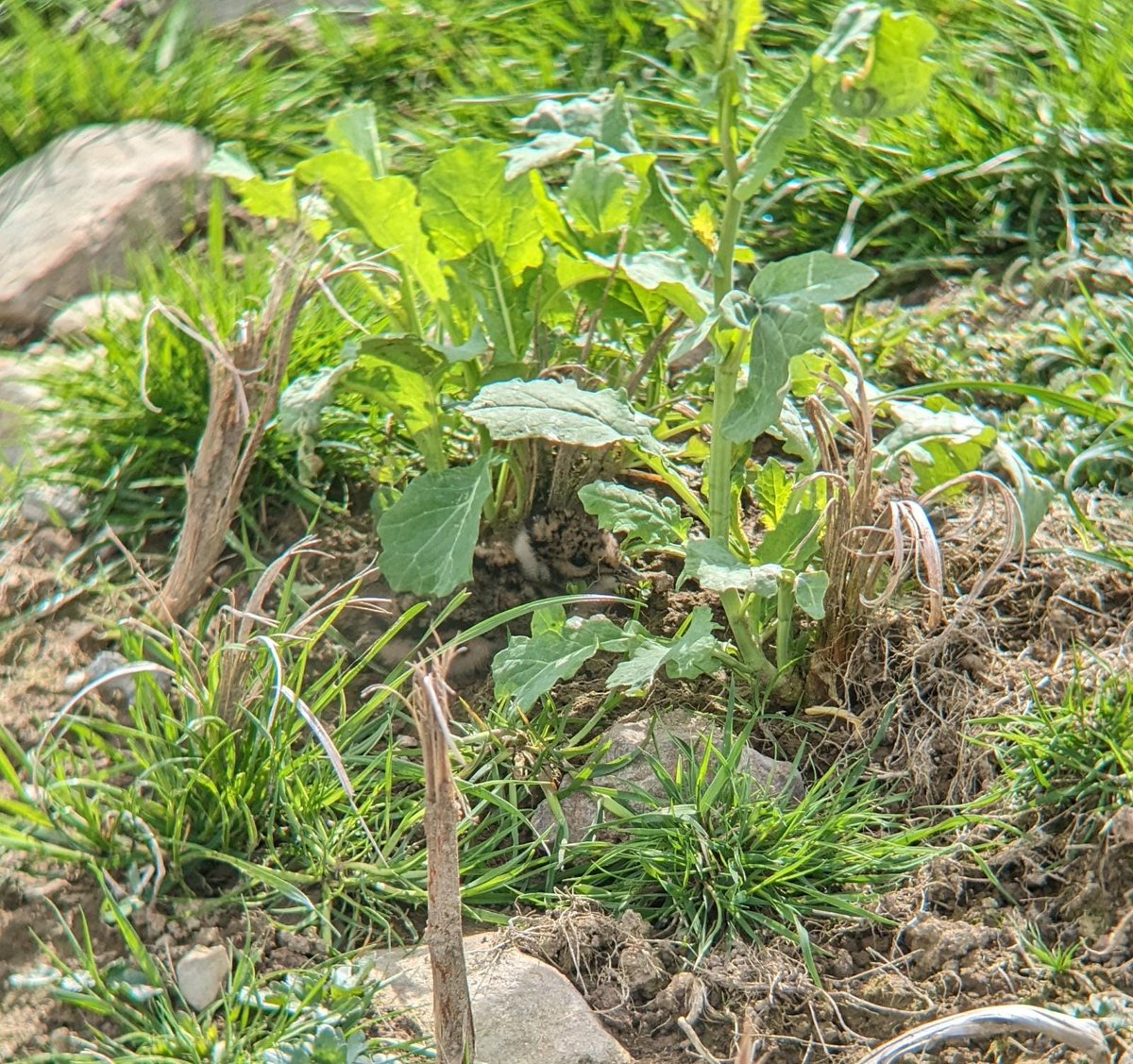 Spot the lapwing chicks 👀🤫 on the 
Clyde Valley Wader group trial brassica plots 🤞🏼🤞🏼 they survive! <a href="/nature_scot/">Former NatureScot account</a> <a href="/ForWaders/">Working_for_Waders</a> <a href="/RSPBScotland/">RSPB Scotland</a> 
photo cred Ed Tooth