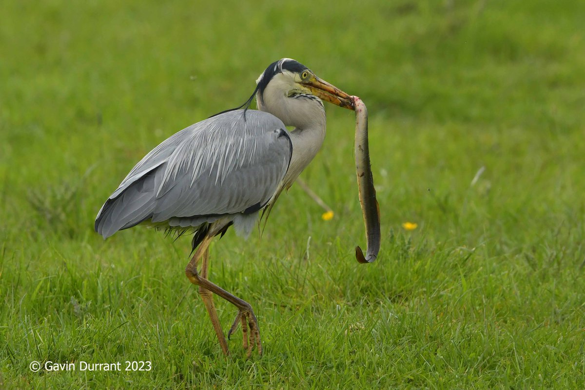 Watched this Grey Heron catch a sizeable Eel before dragging it out on the marsh to devour this afternoon at Carlton marshes @SWTBroadsWarden @suffolkwildlife @SWTCarltonMarsh