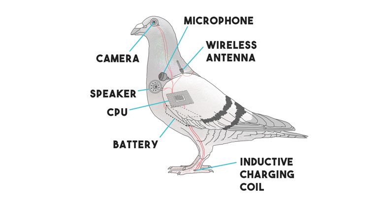 ArtAndHistory01's tweet photo. you mean to tell me this ISNT an anatomical model of a pigeon? #meme #animation #youtube #youtuber #samonella #casuallyexplained #tuesdayvibe https://t.co/1wUlKqcktt