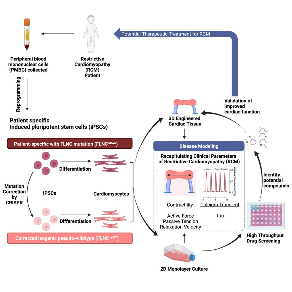 Gordana Vunjak-Novakovic (@gvnlab) on Twitter photo We are excited to see our new article was just published in <a href="/CellRepMed/">Cell Reports Medicine</a> on an "Engineered cardiac tissue model of restrictive cardiomyopathy for drug discovery," led by <a href="/BryanZWang/">Bryan Wang</a>, <a href="/XiaokanZhang/">Xiaokan Zhang</a>, & <a href="/Trevor_R_Nash/">Trevor R. Nash</a> in collaboration with the <a href="/fineheartlab/">FineLab</a>!
sciencedirect.com/science/articl… We are excited to see our new article was just published in <a href="/CellRepMed/">Cell Reports Medicine</a> on an "Engineered cardiac tissue model of restrictive cardiomyopathy for drug discovery," led by <a href="/BryanZWang/">Bryan Wang</a>, <a href="/XiaokanZhang/">Xiaokan Zhang</a>, & <a href="/Trevor_R_Nash/">Trevor R. Nash</a> in collaboration with the <a href="/fineheartlab/">FineLab</a>!
sciencedirect.com/science/articl…