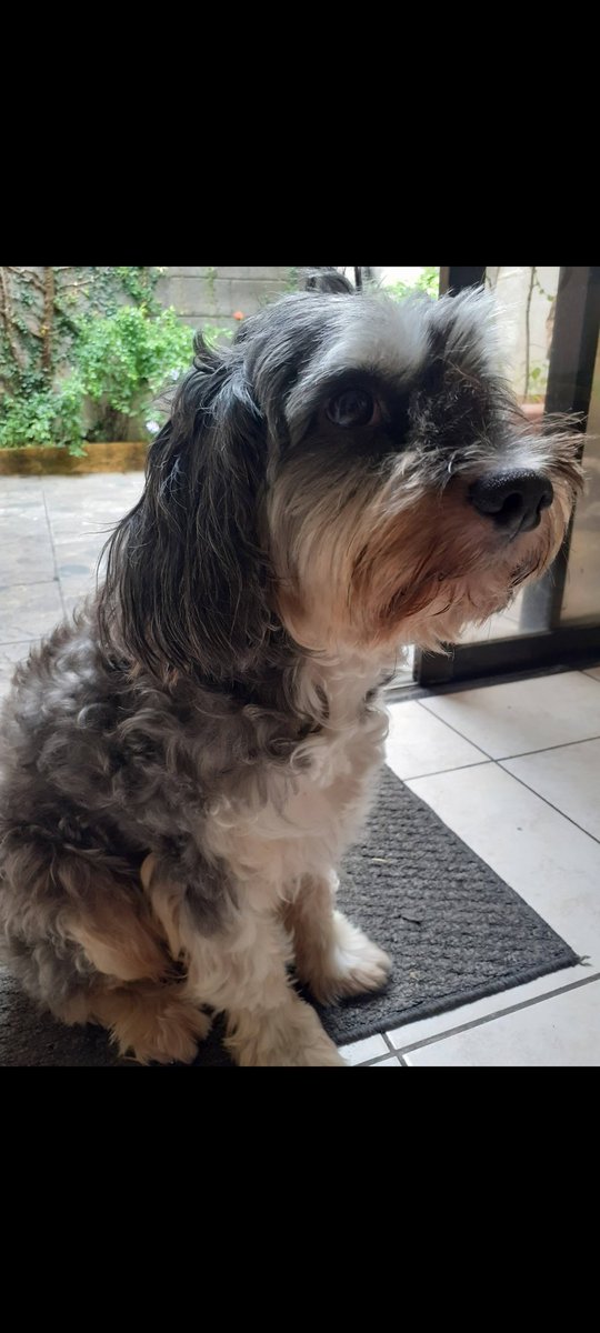 betocalo's tweet photo. Vuela alto mi Rocky 💔 mi eterno Rocky. Gracias por haber formado parte de mi vida. Me ayudaste a llorar ausencias y a sobrellevar tristezas . 
Nunca imagine el dolor que se siente. Espero volverte a ver https://t.co/ZQpiHOcCJO
