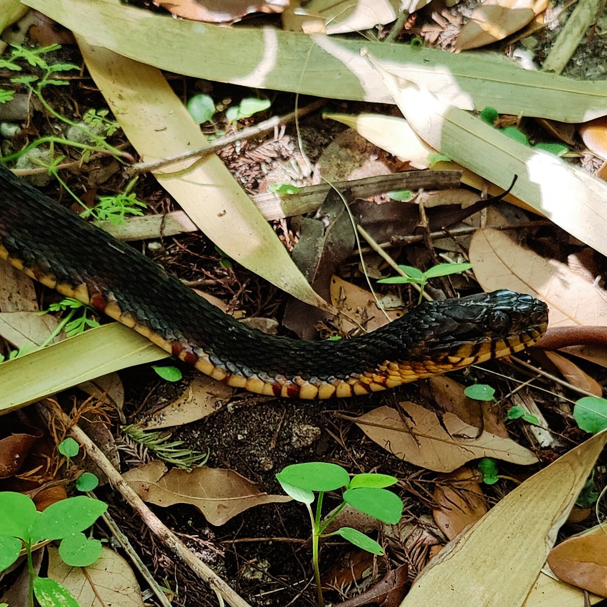 NCAquariumFF's tweet photo. #ConservationTuesday
Just like us, snakes are enjoying the warm weather! No cause for alarm—snakes should be respected and admired. These reptiles eat rodents and other pests and are eaten by birds and other predators. Here's how to coexist with them: https://t.co/6kVZ6997oQ https://t.co/VMeEltwykR