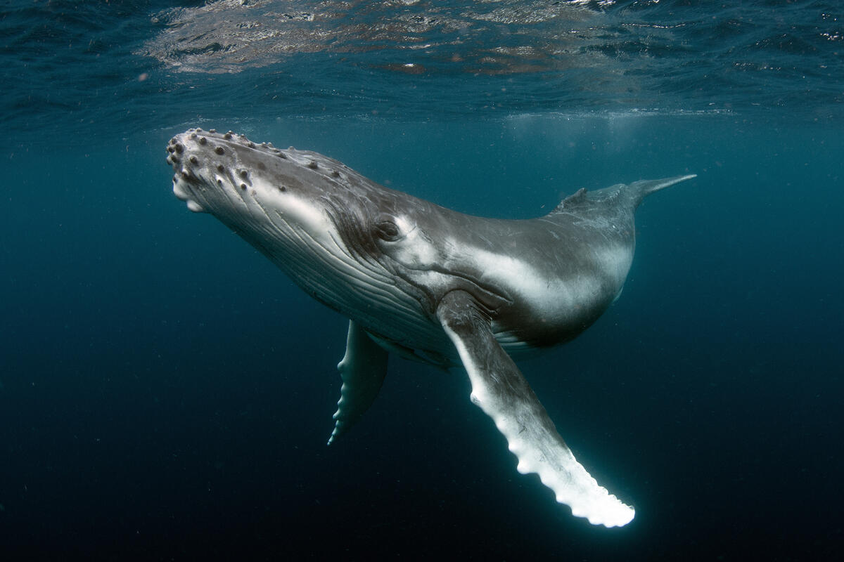 Fascinating new preprint on bioRxiv tackles a whale of a question: Whales are huge. So why don’t they get a ton of cancers? biorxiv.org/content/10.110…