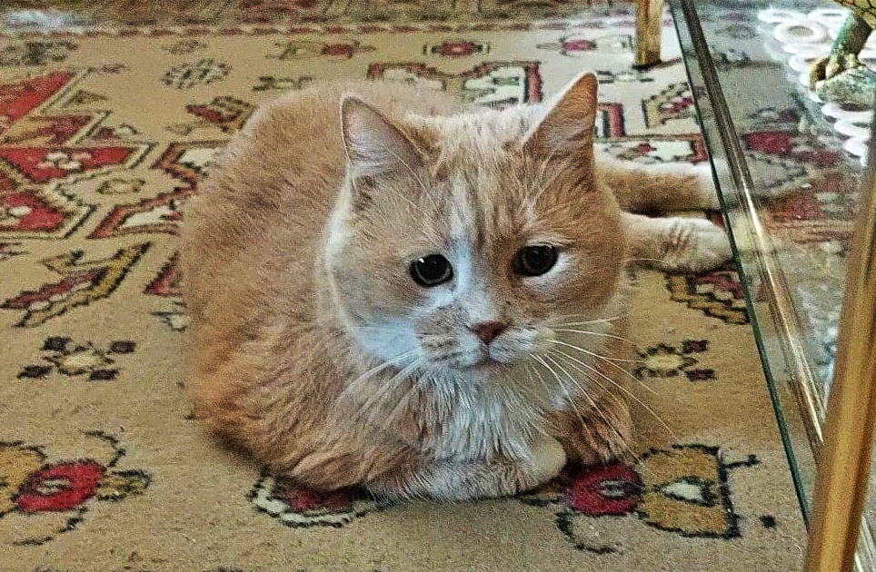 #MADRID
Esta gatita se llama #PULGUI y tiene... 17 AÑOS!!!. La pobre chiquitina se queda sin familia porque la suya de toda la vida (una pareja de ancianos) va a una residencia... Ahora lo que más le preocupa a su papi es que va a ser de su pequeña....😔 

Ha sido una niña muy