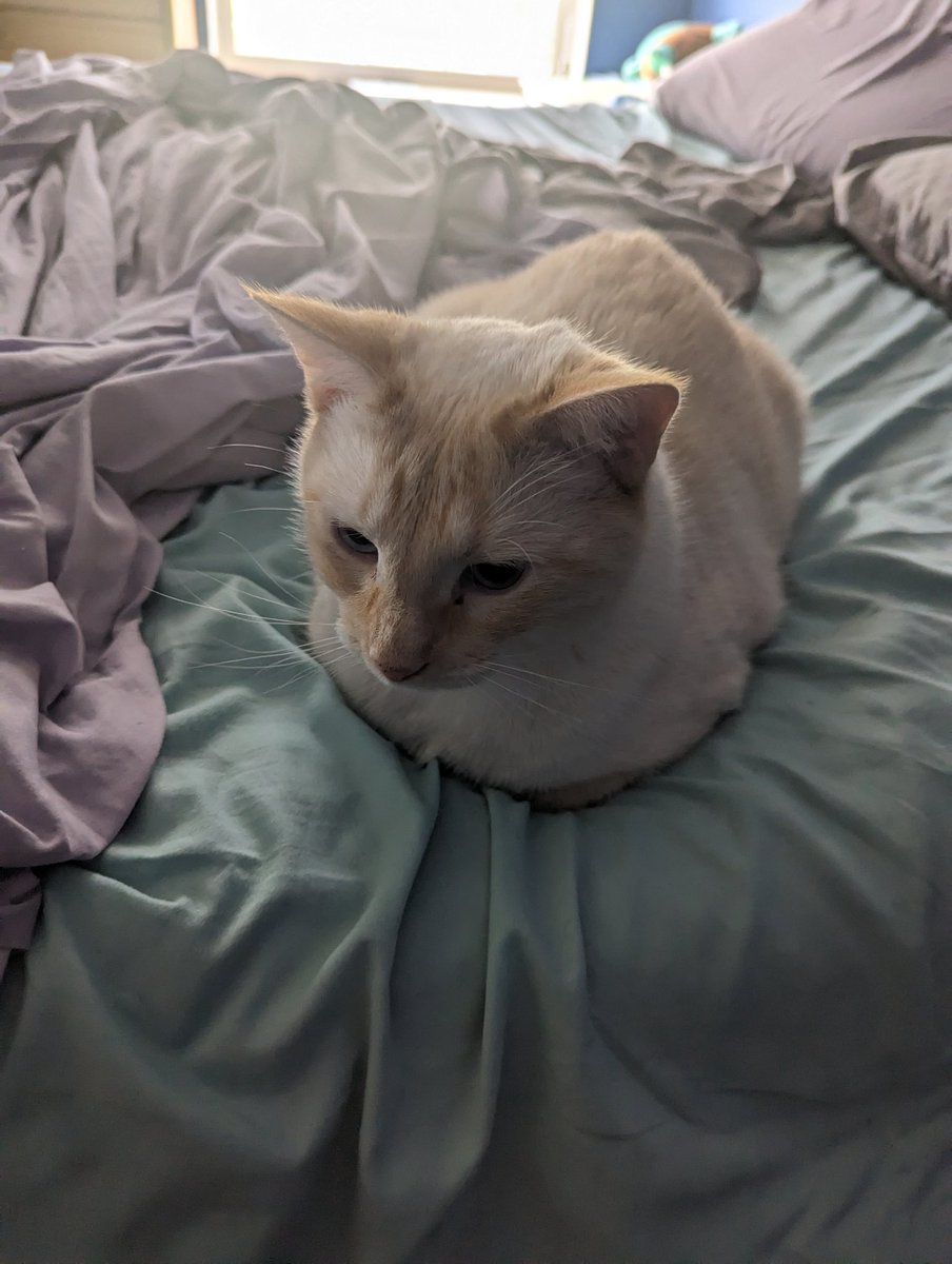 latkitten's tweet image. Beautiful sourdough loaf on my bed today