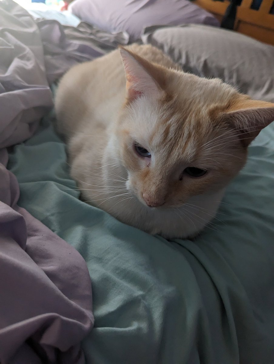 latkitten's tweet image. Beautiful sourdough loaf on my bed today