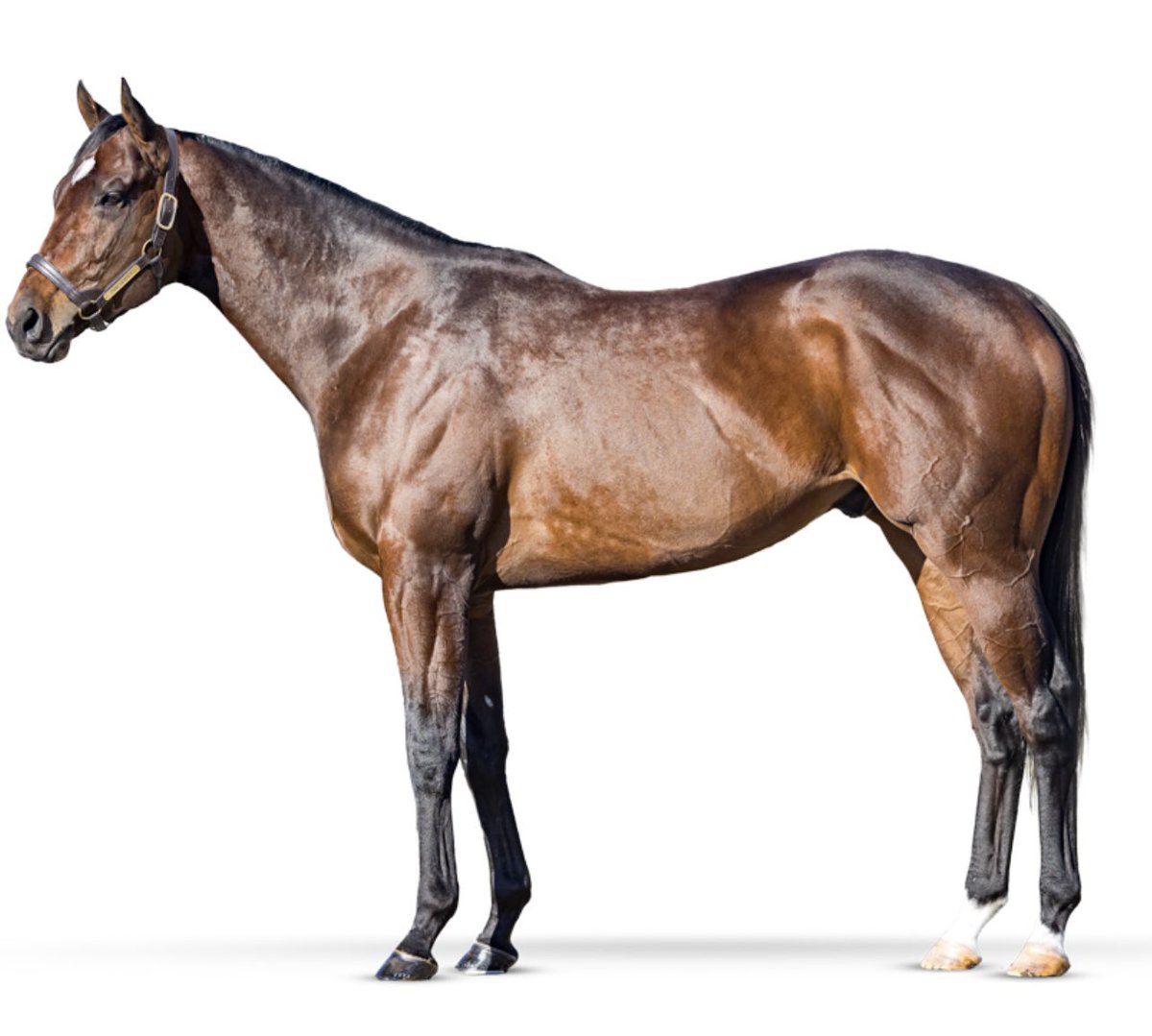 PINEHURST!!!! Closing in on 140 mares bred. So proud of our Staff at Walmac Farm. Give me a call for some end of the season deals on The best looking son of Twirling Candy!!!!