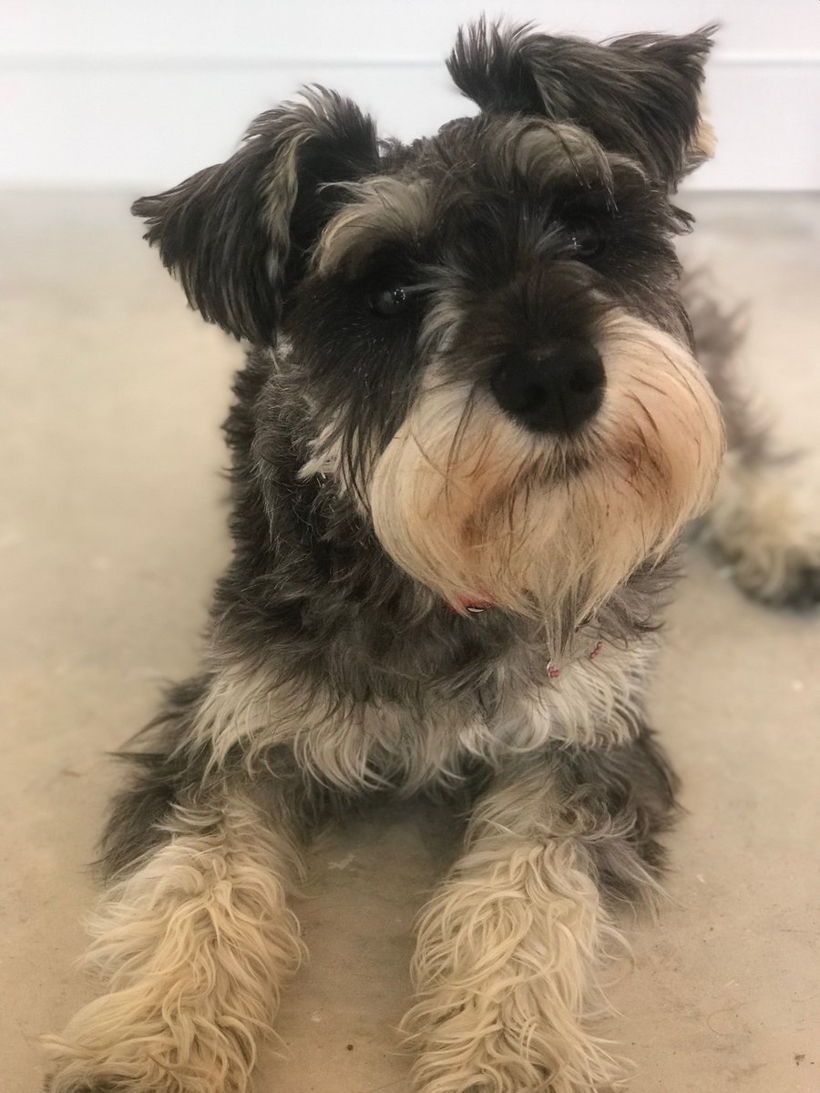 millypod1's tweet photo. 🆘9 MAY 2023 #Lost LUNA #ScanMe
Grey Schnauzer Minature Female
Hyde Lane #Cheltenham #Gloucestershire #GL51 #GL50
https://t.co/XJwsj2K1V6 https://t.co/0CnjfIVHNb