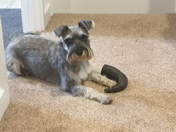 millypod1's tweet photo. 🆘9 MAY 2023 #Lost LUNA #ScanMe
Grey Schnauzer Minature Female
Hyde Lane #Cheltenham #Gloucestershire #GL51 #GL50
https://t.co/XJwsj2K1V6 https://t.co/0CnjfIVHNb