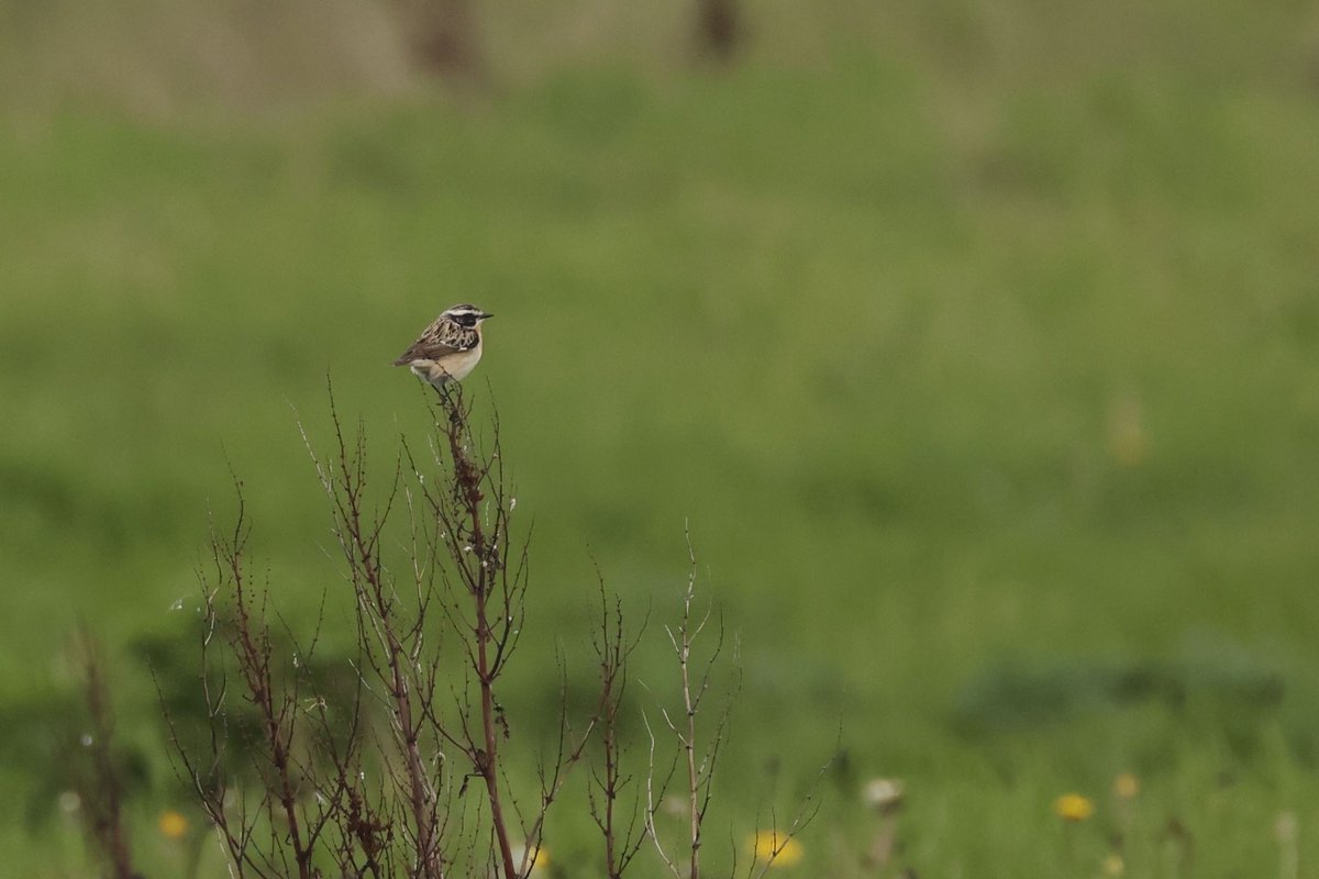 No sign of Whinchat  in Trow Quarry, late afternoon. @tyneWearbirding  However it or a different bird seen distantly on the Mound. Sadly heavy footfall and pawfall meant the bird did not hang around. @DurhamBirdClub