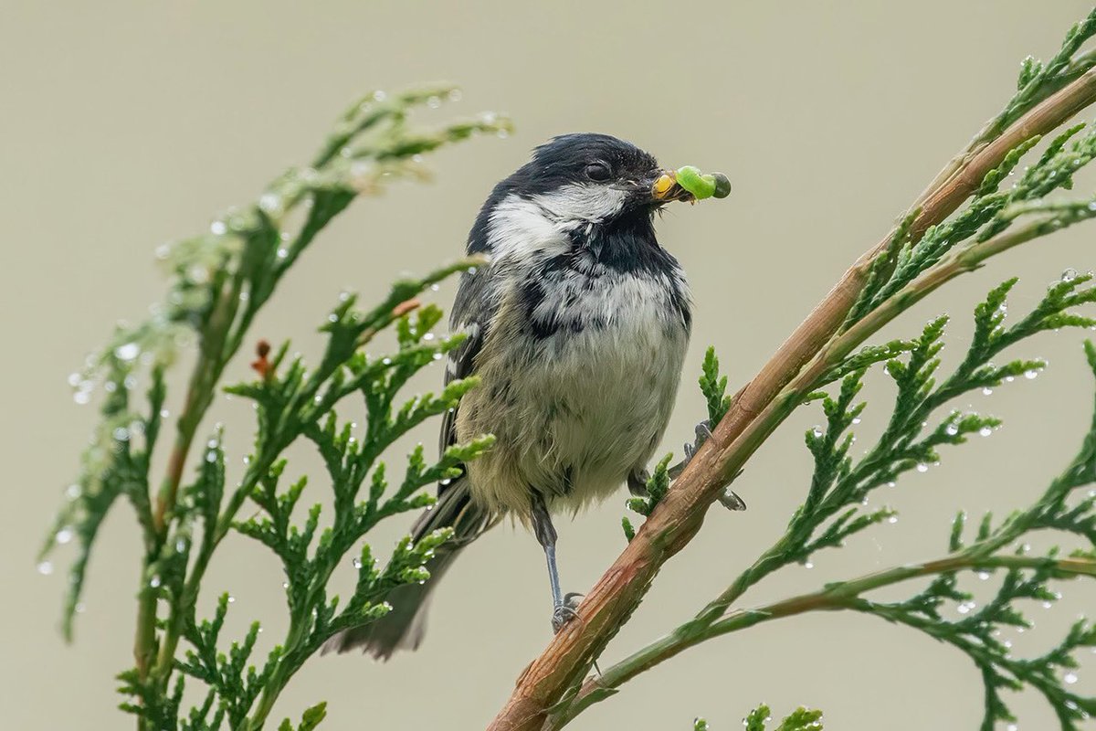 Coal Tit was back in the garden earlier, looks like decent harvest 🙂