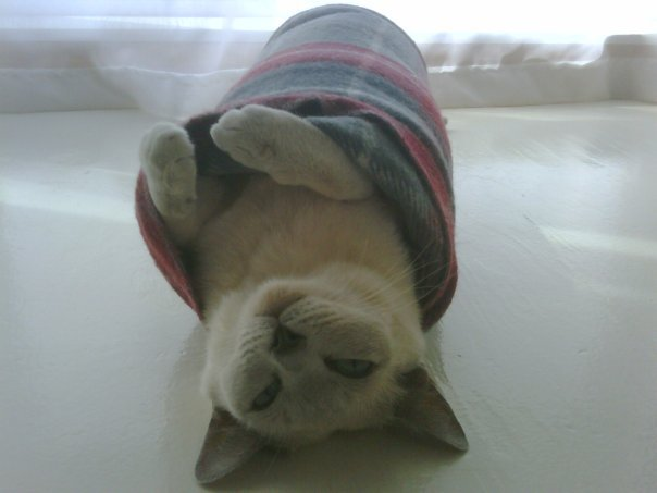 VladCoho's tweet photo. @imustdraw Story! My cat Milkshake liked being wrapped in a towel or blanket. She'd purr whenever she was bundled up in this way -- a real purrito. https://t.co/0yV37DMWBD
