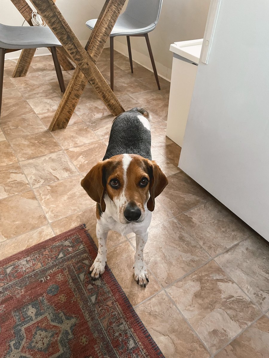 kaitprins's tweet photo. @AddictBeagle Lincoln https://t.co/TFPh6b2CFv