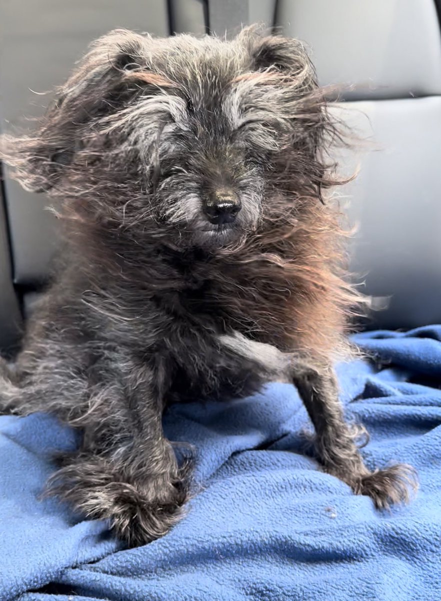 Lauren Patrick tweet media