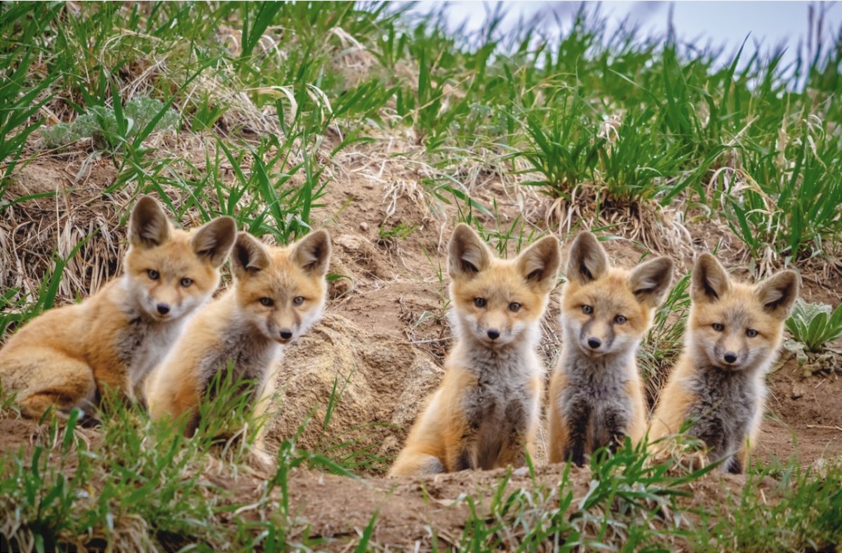 Colorado Headwaters Land Trust tweet media