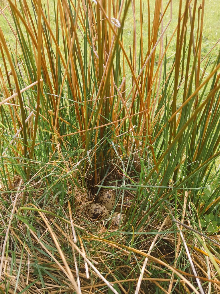 EdTooth's tweet photo. Not easy to get four wader species in a day nest-finding here, delighted! All fitted with temperature loggers under licence as part of a wider study into hatching success. https://t.co/L0JF7Vb9ac