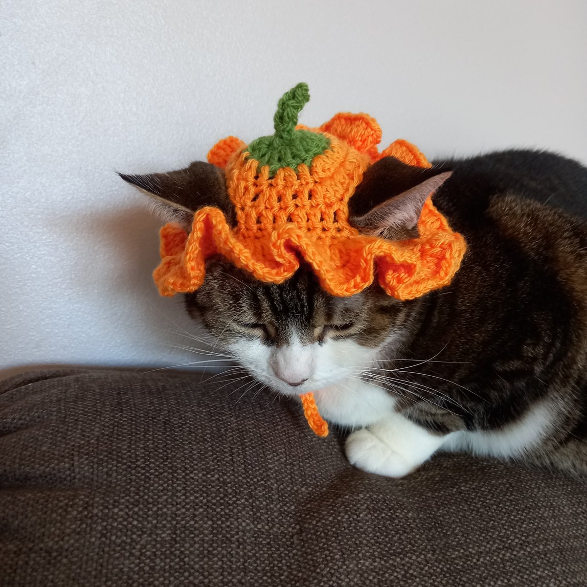 CathCrochets's tweet photo. Food cat hats! 🍄🍓🎃🍳 https://t.co/xcaGaoqPGk