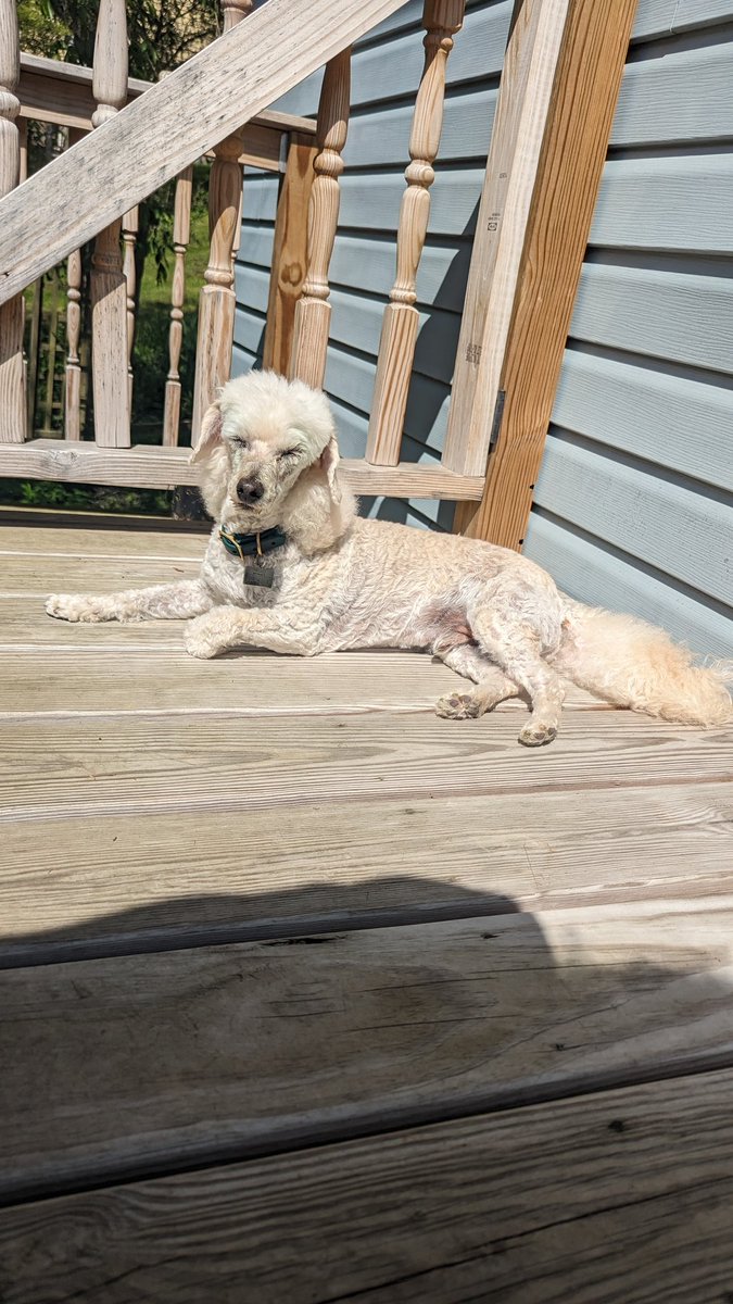 No more canine teeth to speak of for my poor boy, but at least they hooked him up with the good pain killers