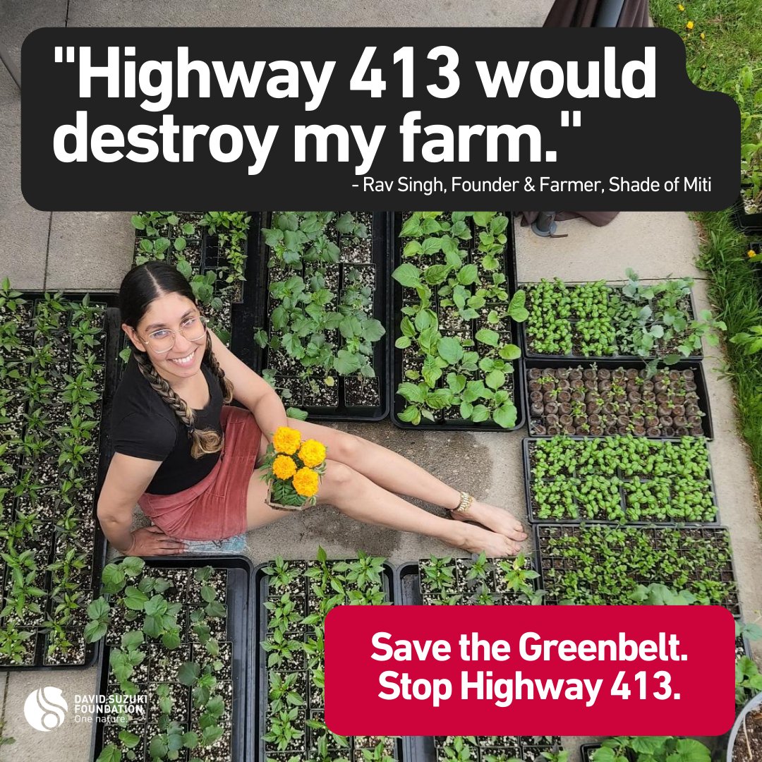 'Highway 413 would destroy my farm. We need our communities to be more connected and accessible, but food security and the protection of our farmland are not trade-offs we need to make.'

- Rav Singh, Founder & Farmer, @shadeofmiti 

#HandsOffTheGreenbelt #ONpoli