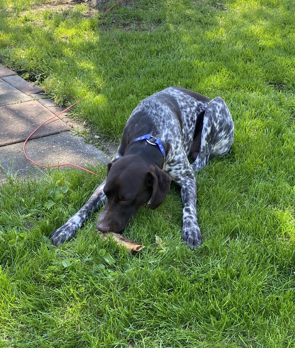 RugerTheGSP's tweet photo. Everyone gets to enjoy the standing rib roast 😍🥩🤤🐶🤎🤍 https://t.co/0JcD1mW4DA