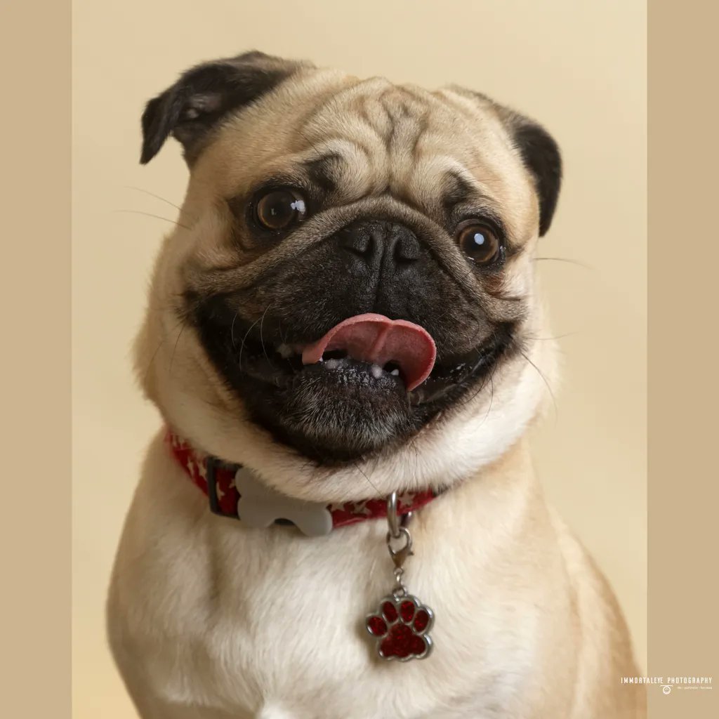 immortaleye_uk's tweet image. The camera loves this little pug, and we think you will too 😍 #PugModel #PetPhotographer #FurryFriend #aylesbury #localbusiness #buckinghamshire #photoshoot