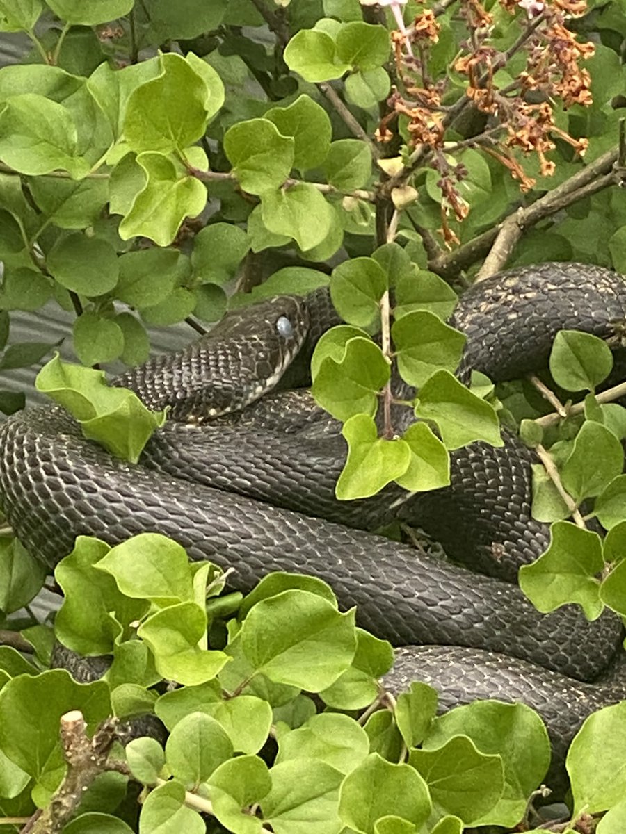 Rob Joyce tweet media