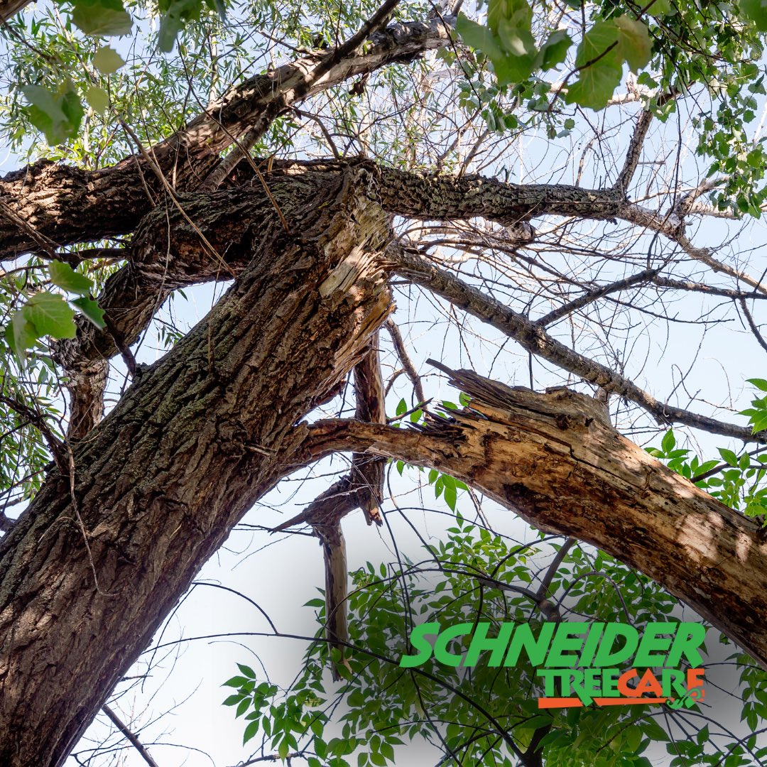 Windy weather has been sweeping through the area! Make sure your trees are ready and able to handle the gusts. We can help evaluate your trees and provide solutions keep your trees and property safe.

Take action now! Call (833) 4MY-TREE for a FREE Hazard Evaluation ($150 value)!