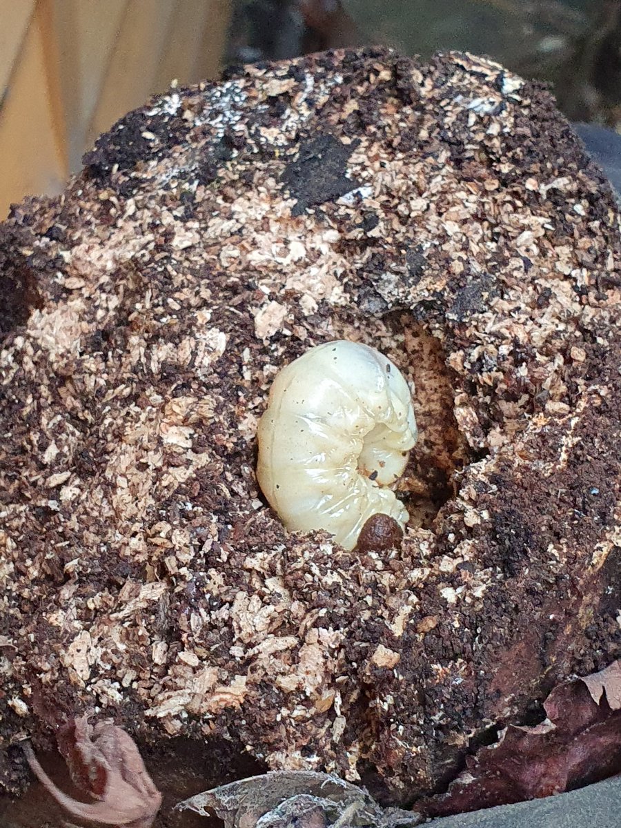 Moving some logs behind the shed yesterday and came across this massive stag beetle larvae in one. Put them all back again so it's safe and sound back inside #wildlife #garden <a href="/EssexWildlife/">Essex Wildlife Trust</a> <a href="/Kate_Bradbury/">Kate Bradbury 🏳️‍🌈</a> <a href="/NearbyWild/">NearbyWild #RewildTheEarth 🍃💚🍃</a> <a href="/Buzz_dont_tweet/">Buglife</a>