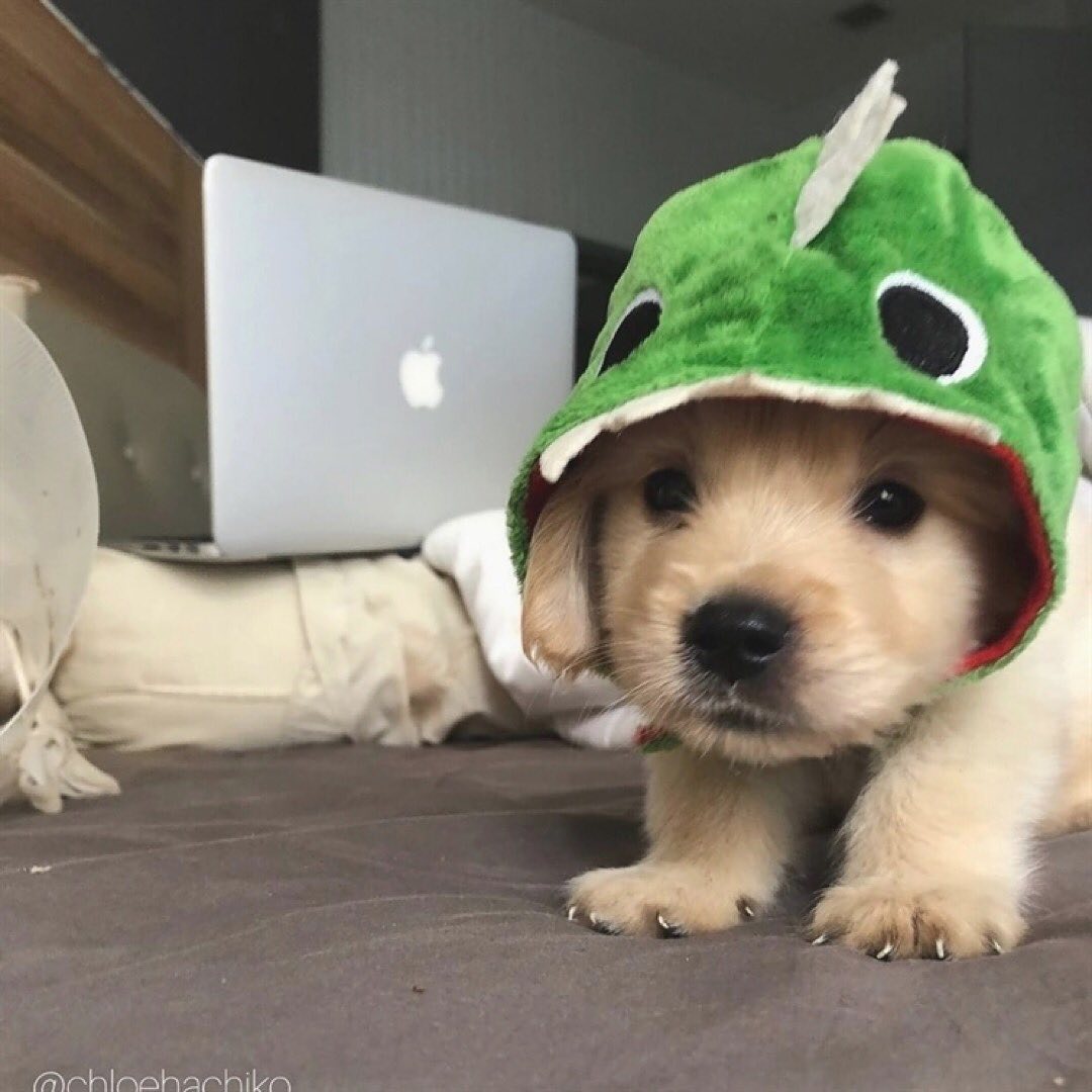_goldenretrieve's tweet photo. So cute 😍
Rate This Cuteness 10-100??📷📷
-
 #dog #dogs #scotland #dogsoftwitter #Easter2023 #captainchaos #puppylove #puppies #goldenretriever https://t.co/znX9Mm63KY