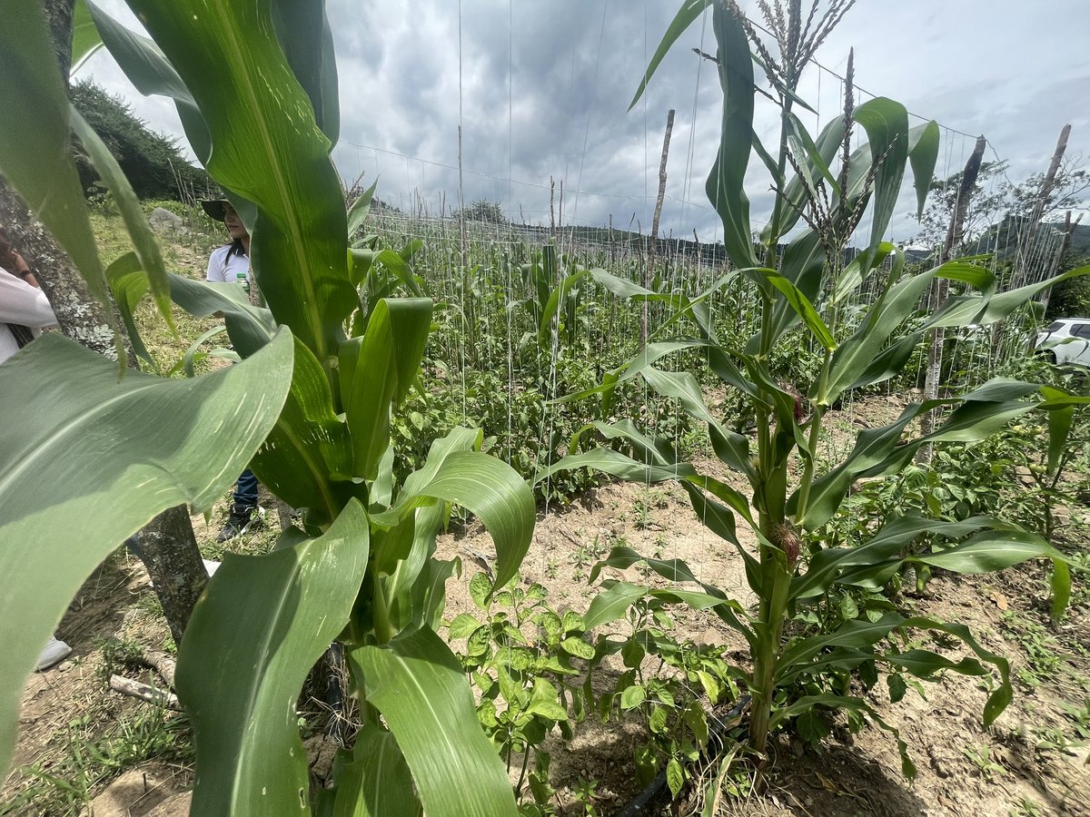 ARNColombia's tweet image. Los predios Alquitrana y El Palmar, fueron entregados a la Corporación para la paz y el desarrollo alternativo, COPAZ🕊️y a tres familias campesinas. En los terrenos, donde ya brotan semillas de reconciliación, habrá un proyecto ovino de 900🐑, cultivos de maíz, yuca y pimentón 🫑