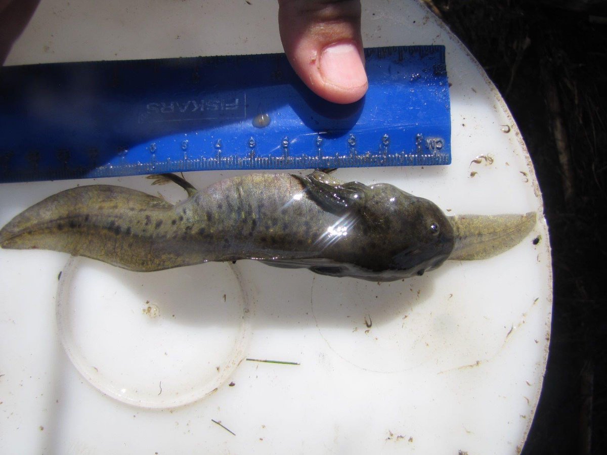 Today for #AmphibianWeek, the theme is “eat and be eaten”—and the amphibian we’ve got for you today fits that theme, well, maybe a little too perfectly. Allow us to introduce you to the “cannibal morph” of the barred tiger salamander.