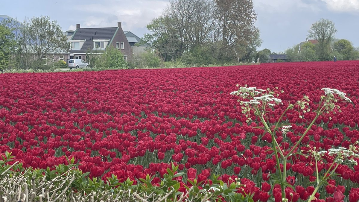 Weight4Life's tweet image. Wie heeft er geen foto’s gemaakt van die prachtige tulpen? Ik kon er in ieder geval geen genoeg van krijgen. #tulp #friesland