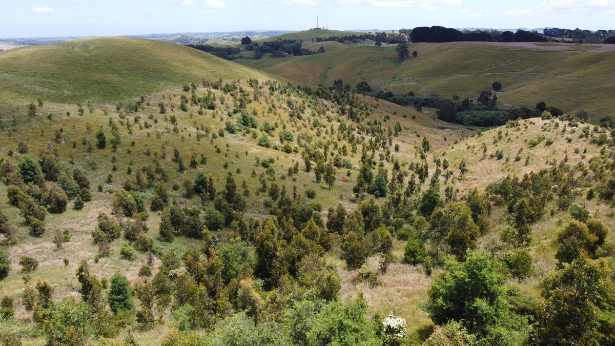 Ness Creek is a productive egg farm in South Gippsland, Vic. Greenfleet has revegetated parts of this property with native trees to restore native ecosystems and expand biodiversity. This forest is providing critical habitat for local bird and wildlife. 
#GrowingHope