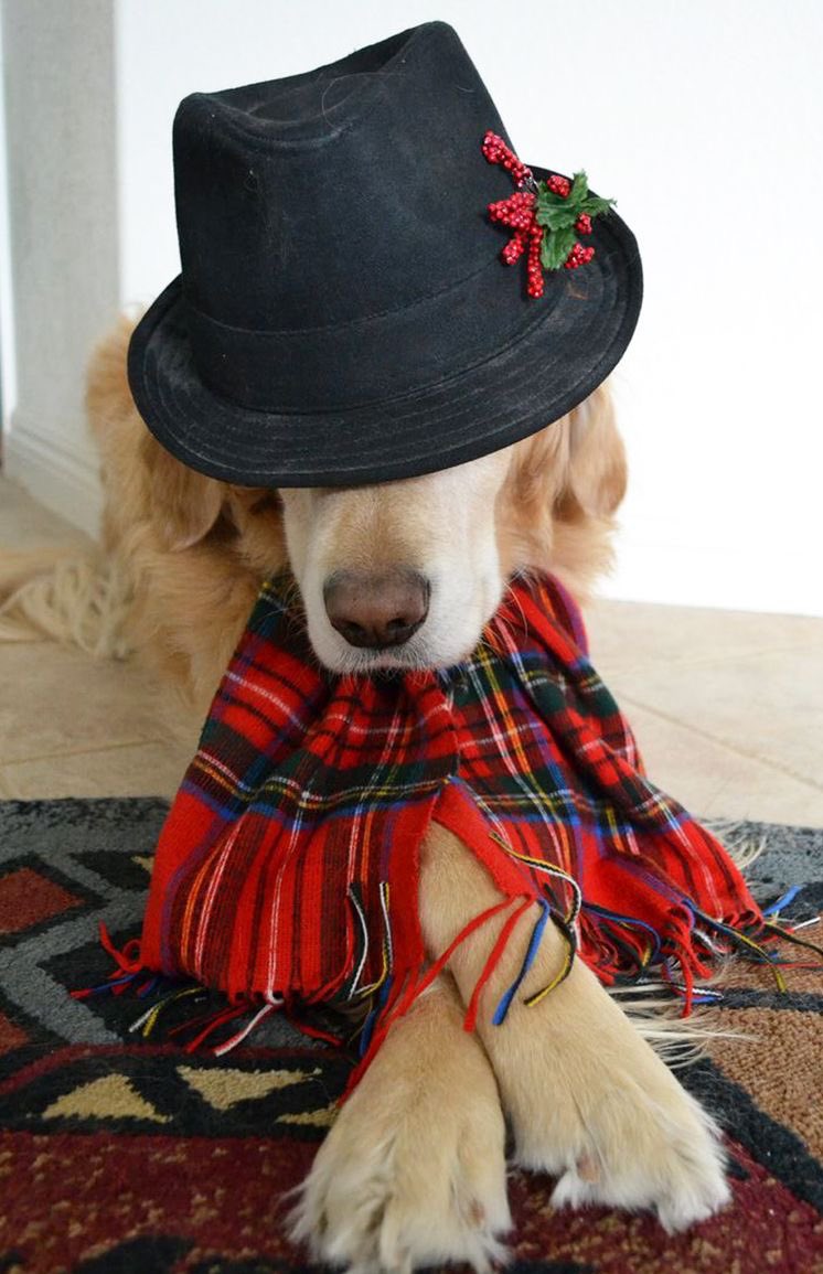 not__dog__'s tweet image. Never #updating my app.