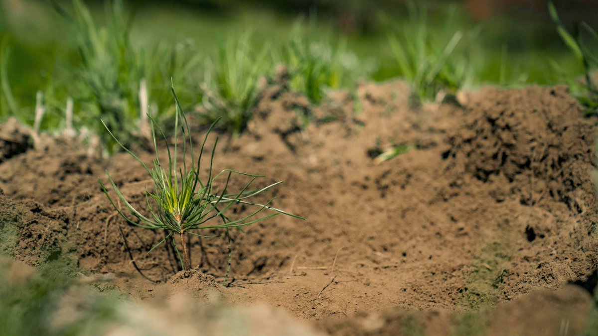 A tree a day keeps the climate change away. 🌱

One of the most straight forward ways to protect and heal the environment is through tree planting. 

Start planting every time you print with PrintReleaf! See how easy it is. ⬇️
hubs.li/Q01N4vjB0
