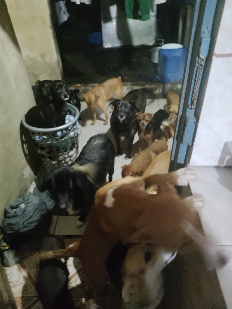 aguayypan's tweet photo. Mientras tanto, ASÍ está una casa cuna, con más de 30 perros sacados de la calle que se comen 2 sacos de alimento al día, y nadie pregunta por ellos porque son adultos. Por más que pedimos ayuda, muchas veces es en vano y no recibimos NI UNA SOLA donación. https://t.co/w3holFBSBP